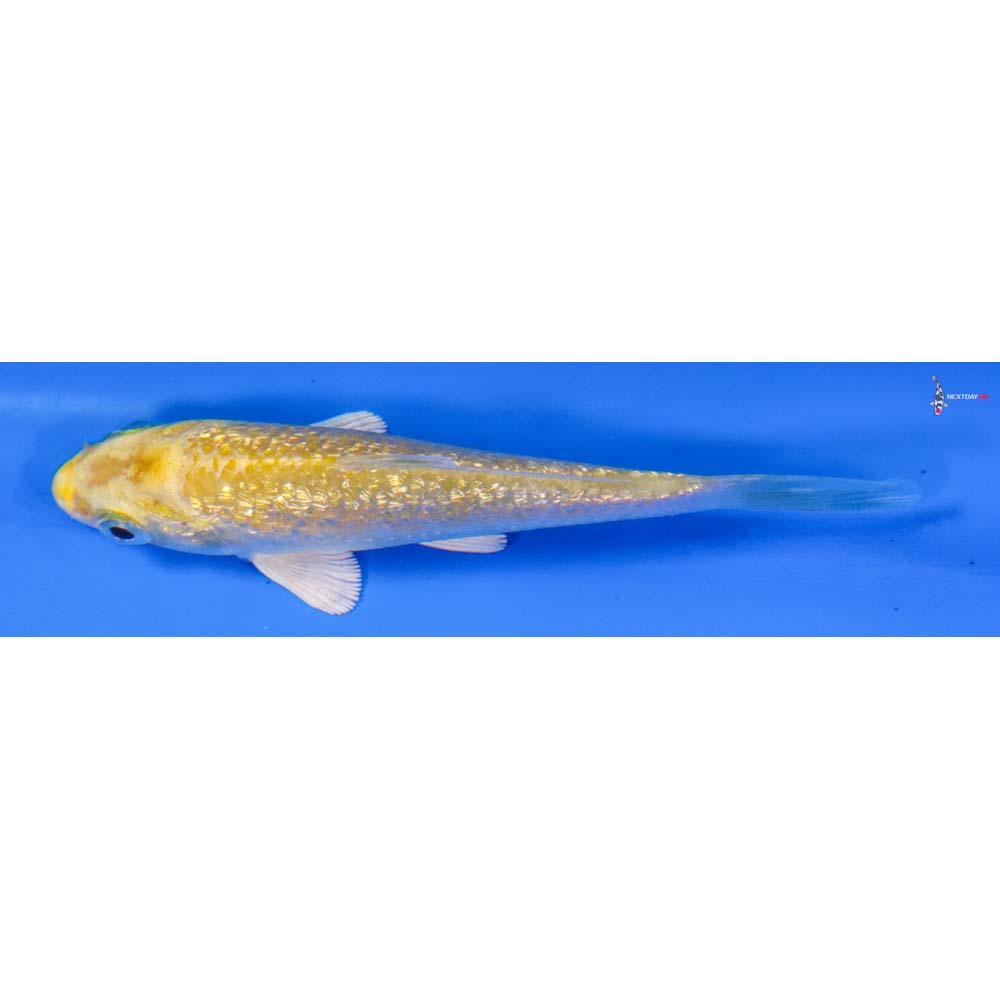 3.5” Imported Gin Rin Lemon Hariwake