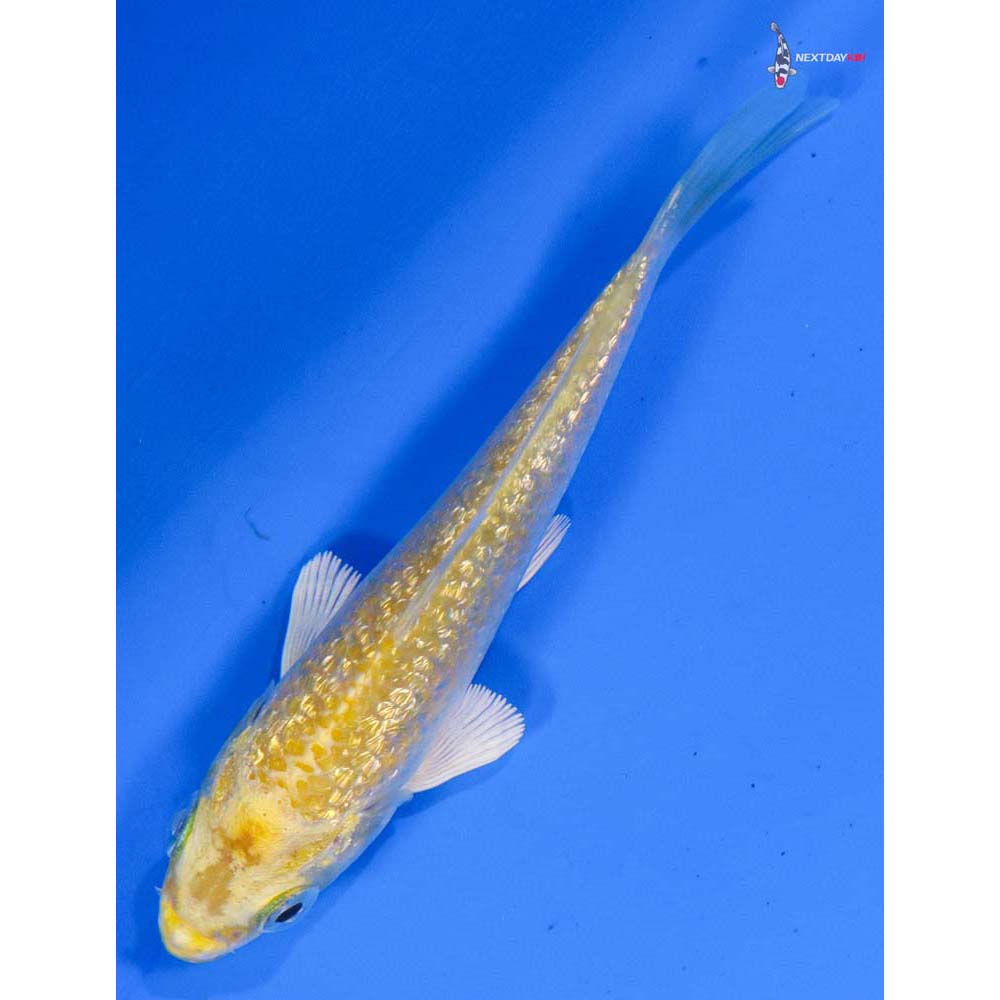 3.5” Imported Gin Rin Lemon Hariwake