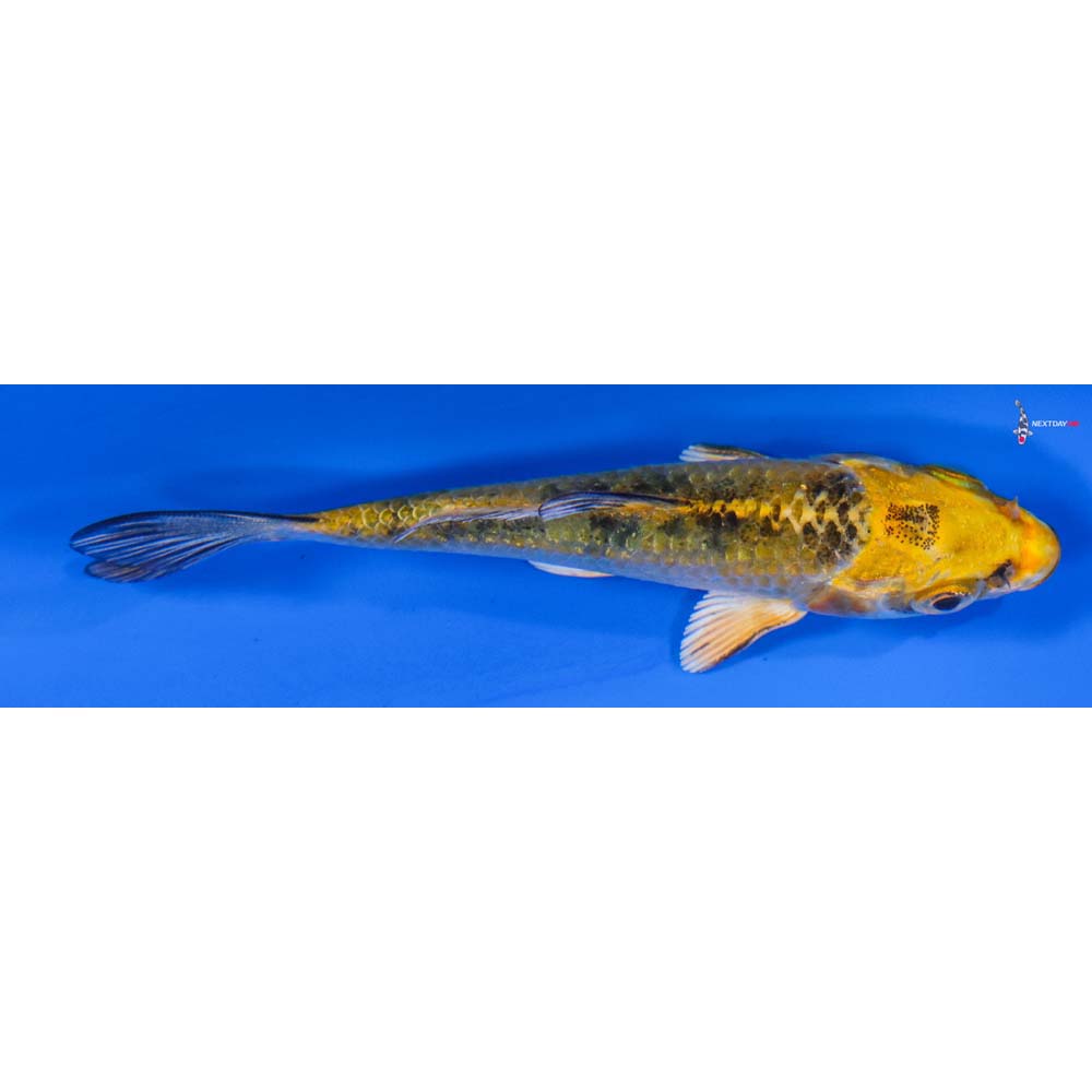 3.5” Imported Kin Ki Bekko
