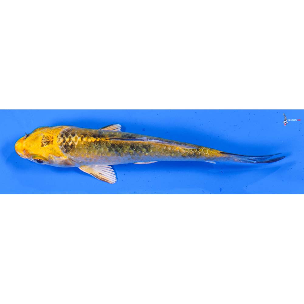 3.5” Imported Kin Ki Bekko