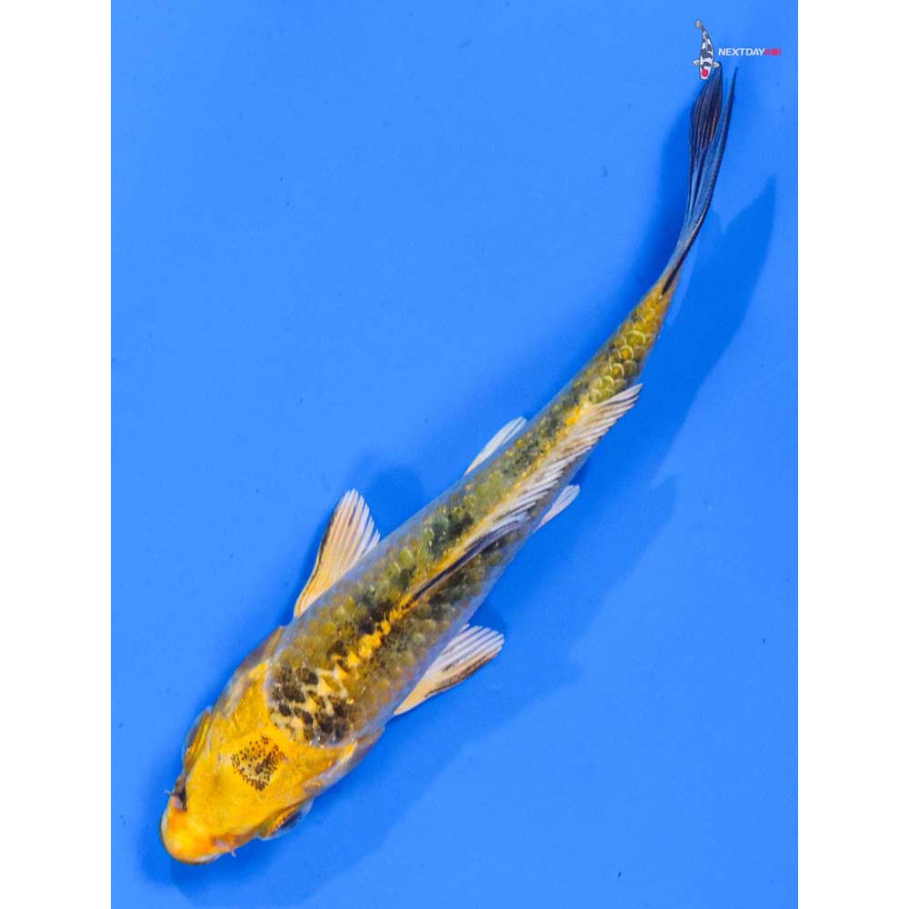 3.5” Imported Kin Ki Bekko