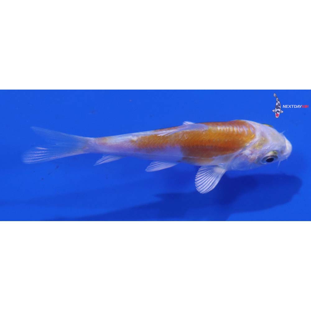 3” Imported Doitsu Lemon Hariwake