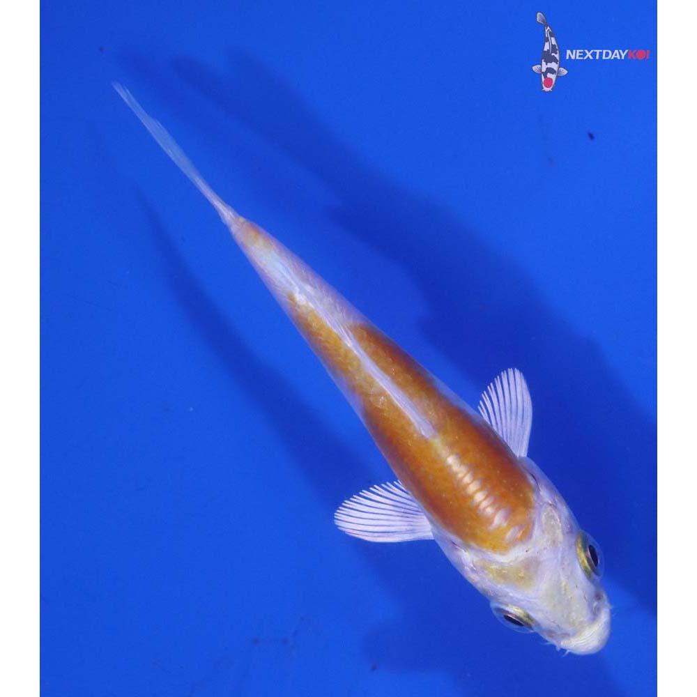 3” Imported Doitsu Lemon Hariwake