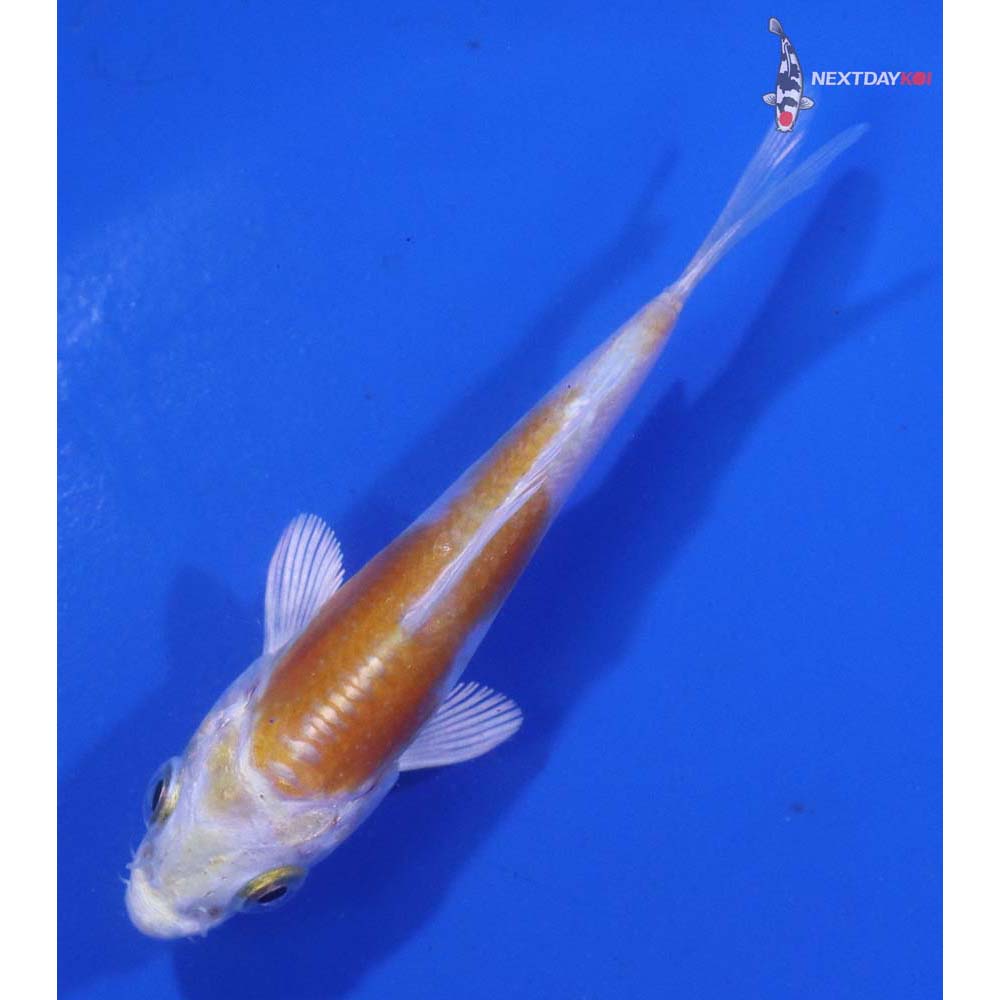 3” Imported Doitsu Lemon Hariwake