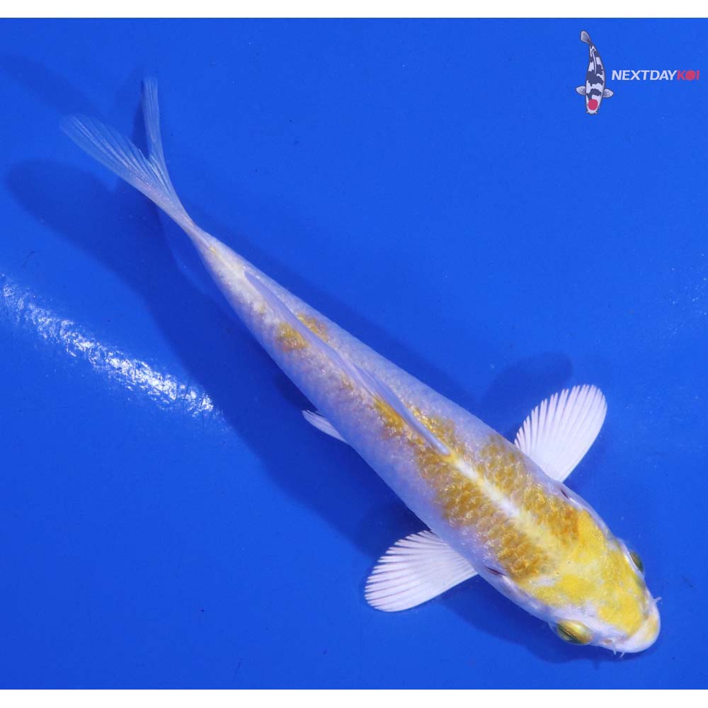 3” Imported Lemon Hariwake