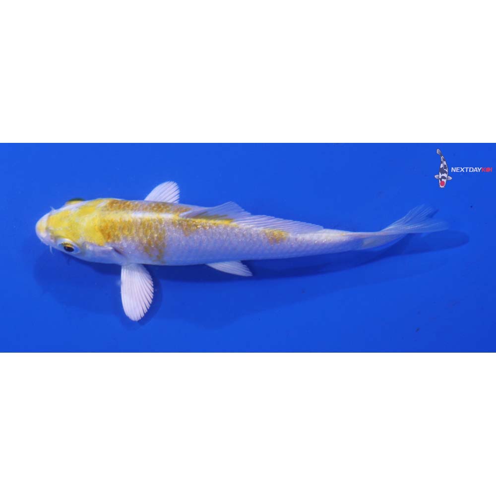 3” Imported Lemon Hariwake