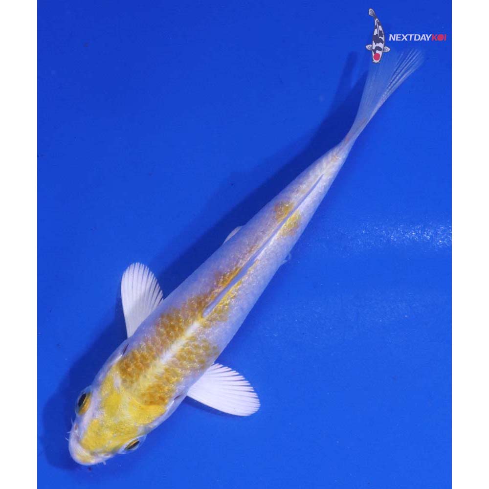 3” Imported Lemon Hariwake