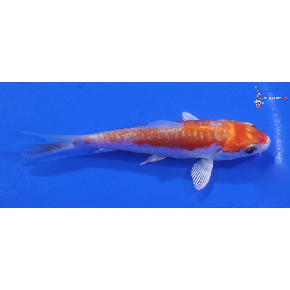 3” Imported Gin Rin Kikusui
