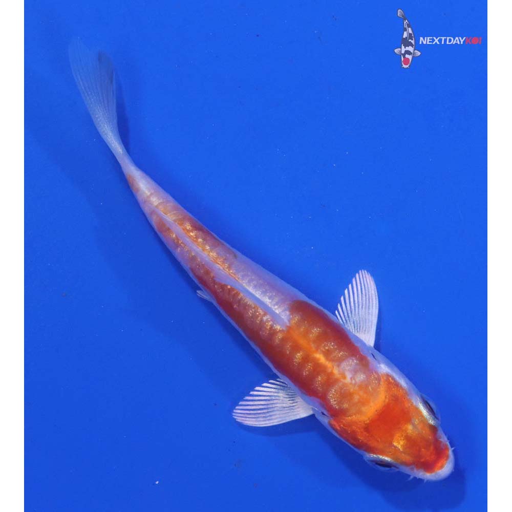 3” Imported Gin Rin Kikusui