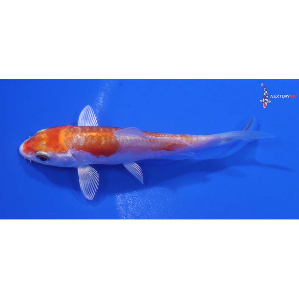 3” Imported Gin Rin Kikusui