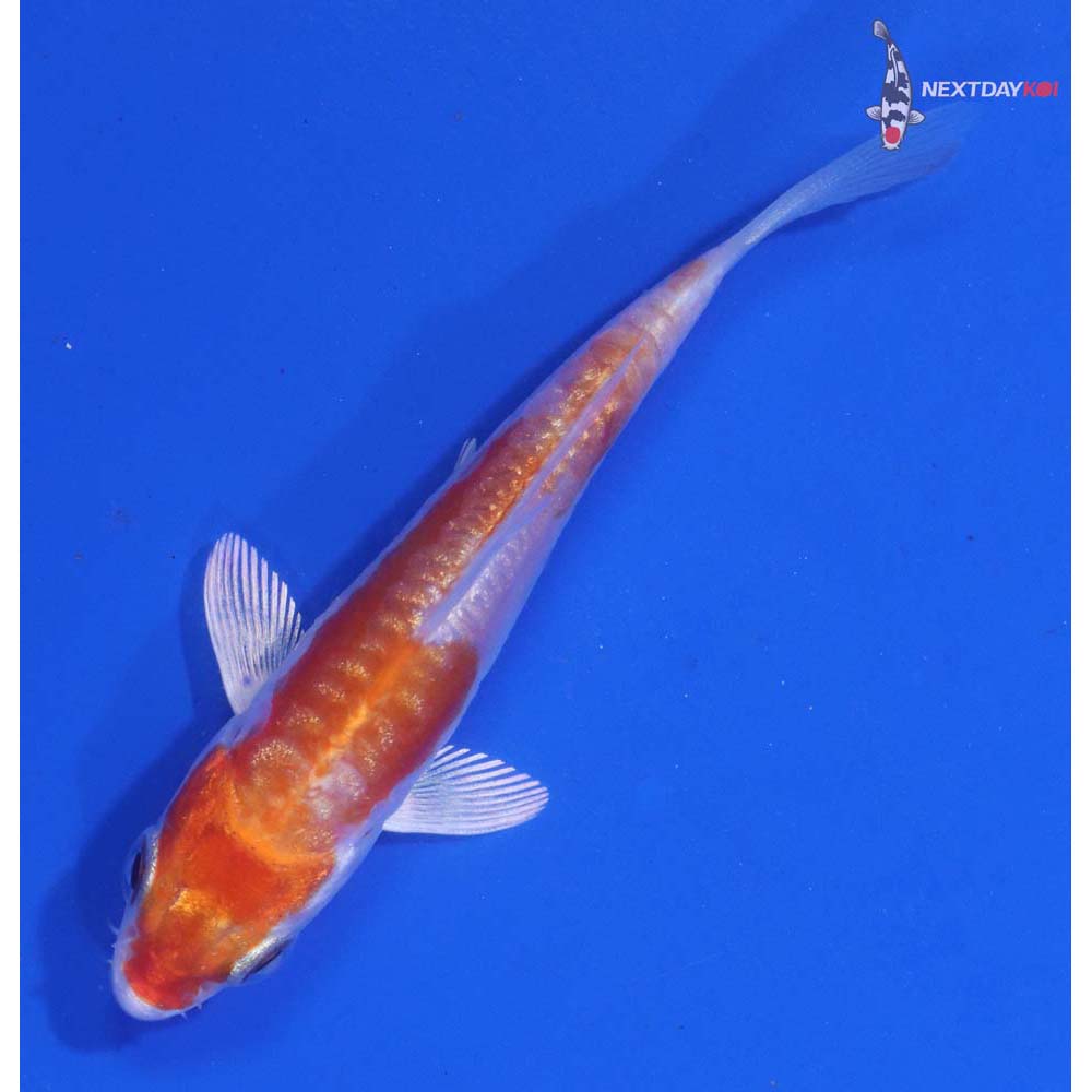3” Imported Gin Rin Kikusui