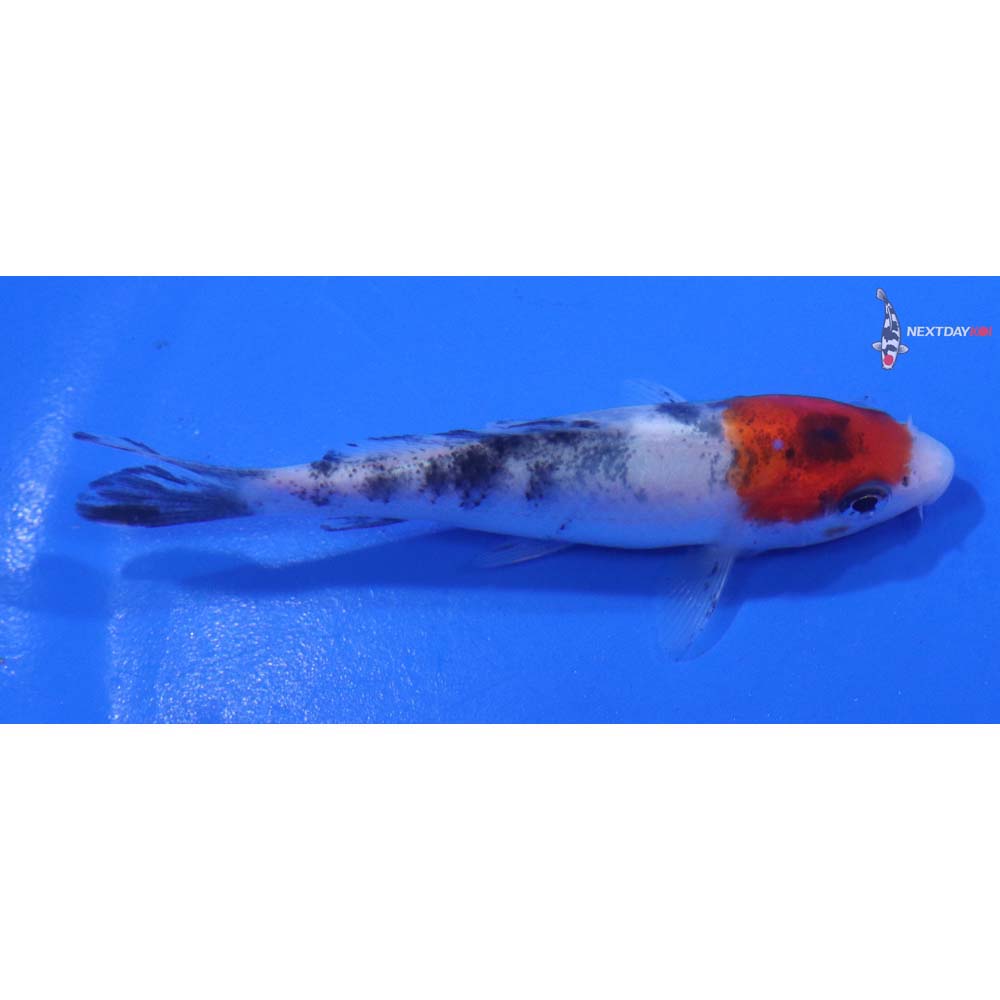 3” Imported Sanke