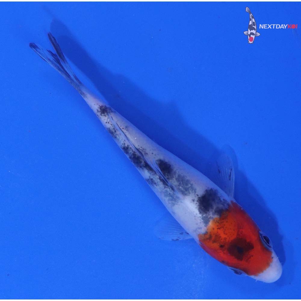 3” Imported Sanke