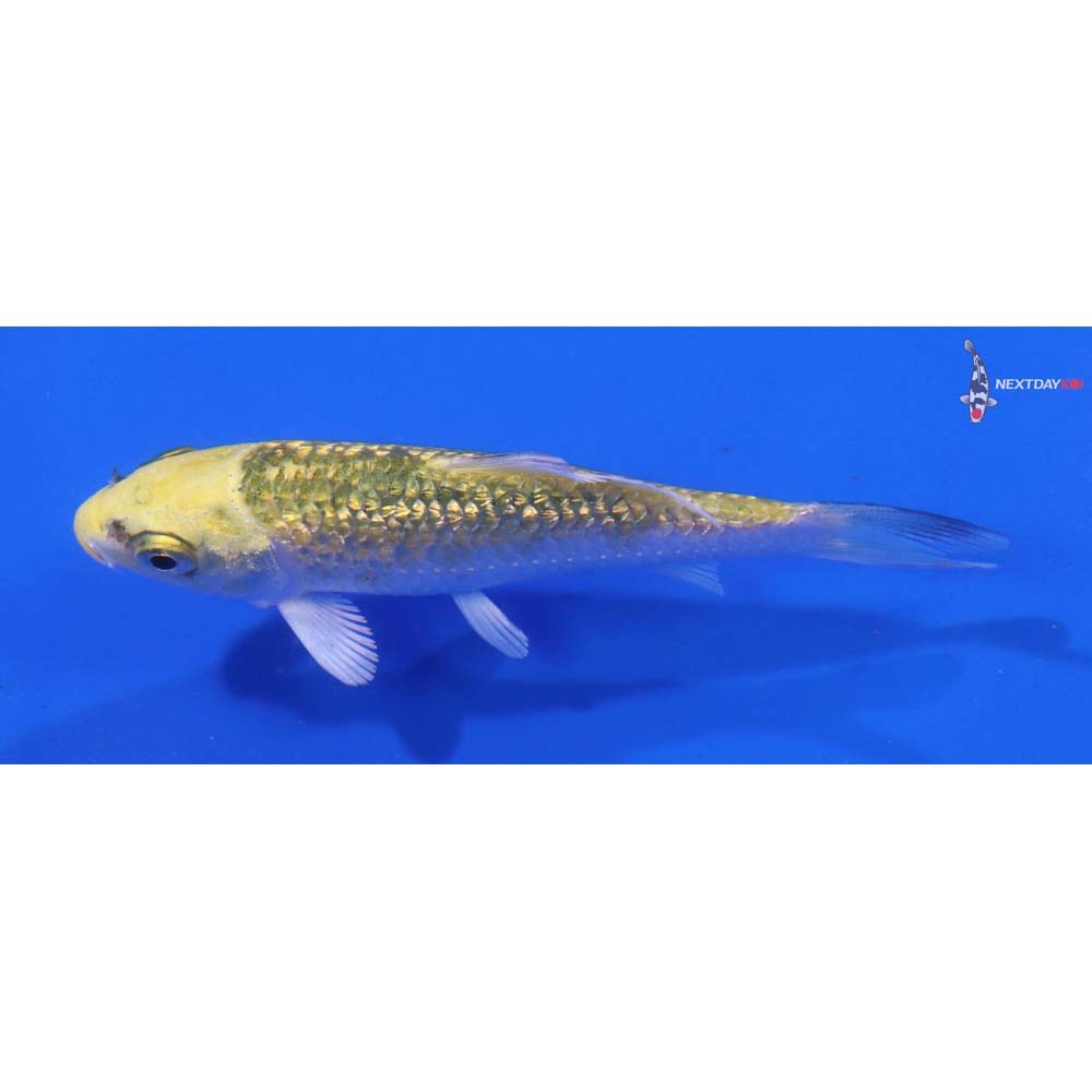 3” Imported Gin Rin Ki Matsuba