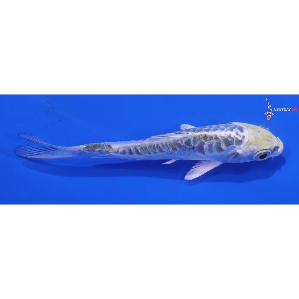 3.5” Imported Doitsu Kujaku