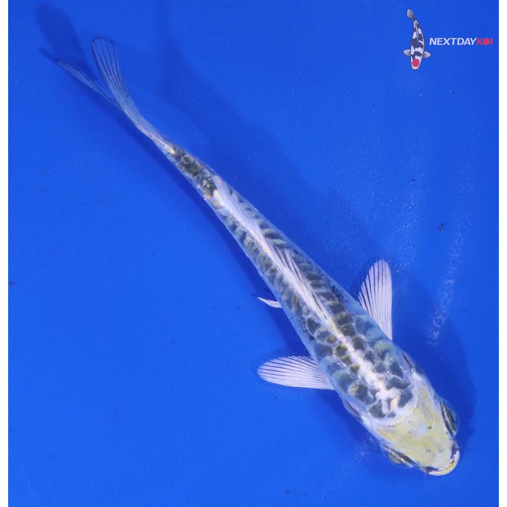 3.5” Imported Doitsu Kujaku
