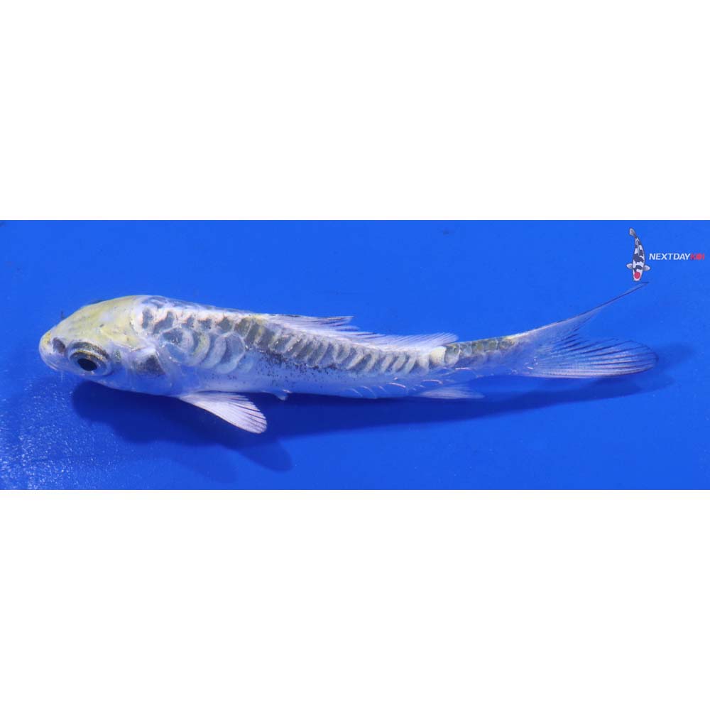 3.5” Imported Doitsu Kujaku