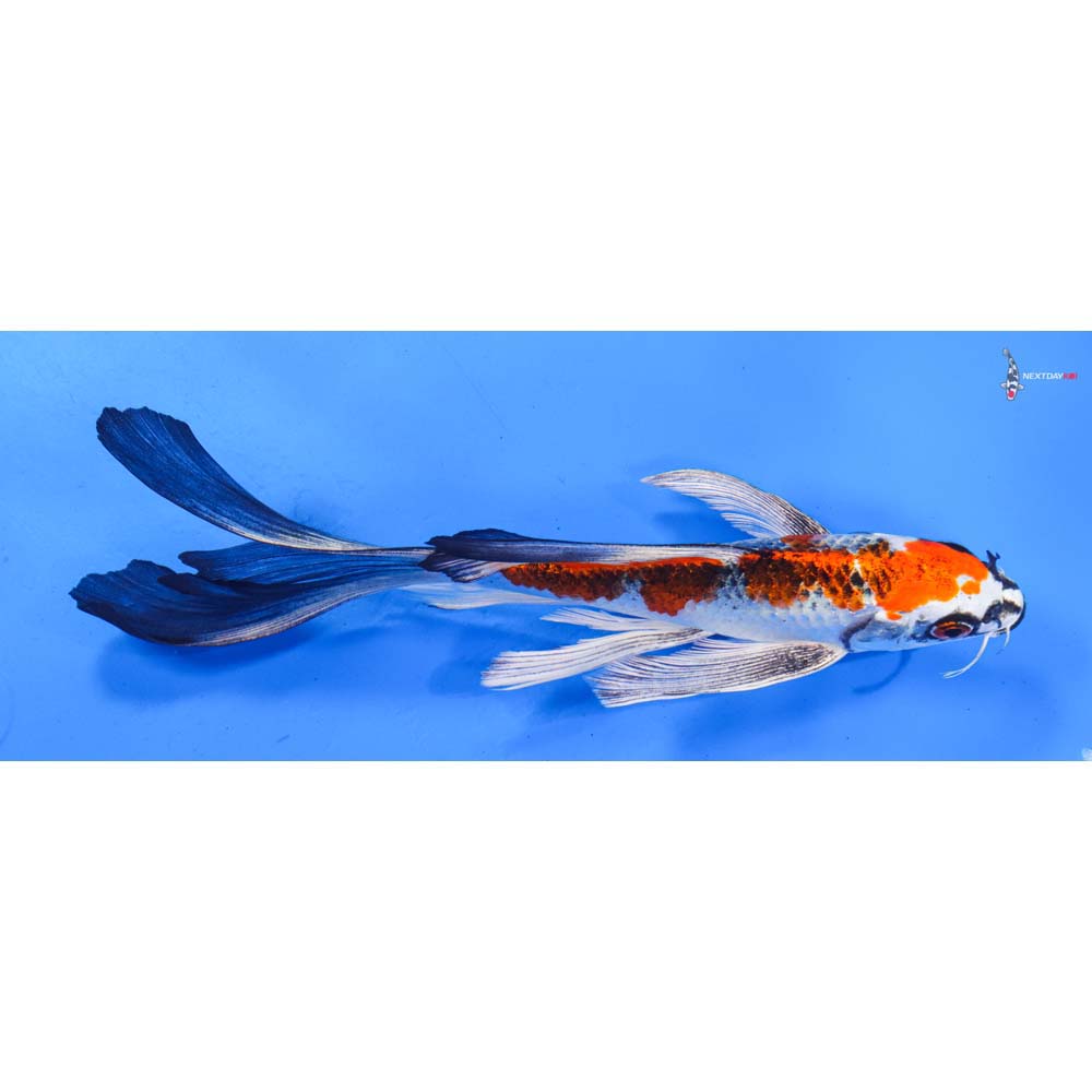 8” Imported Kujaku Butterfly Koi