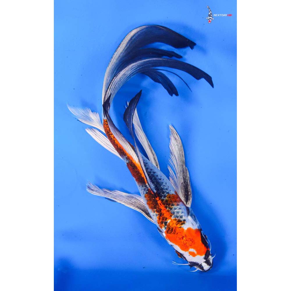 8” Imported Kujaku Butterfly Koi