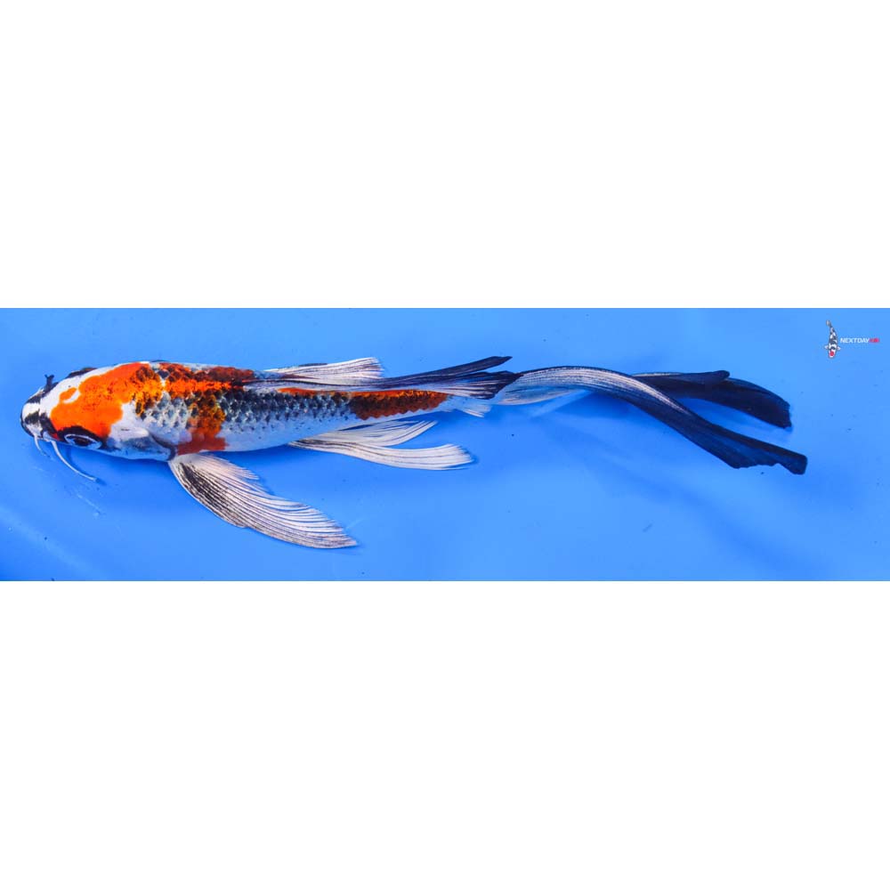 8” Imported Kujaku Butterfly Koi