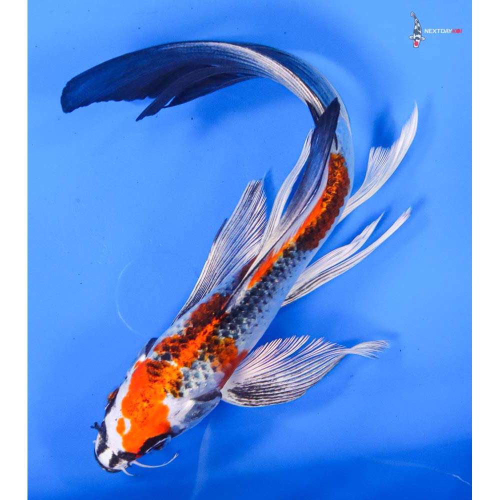 8” Imported Kujaku Butterfly Koi
