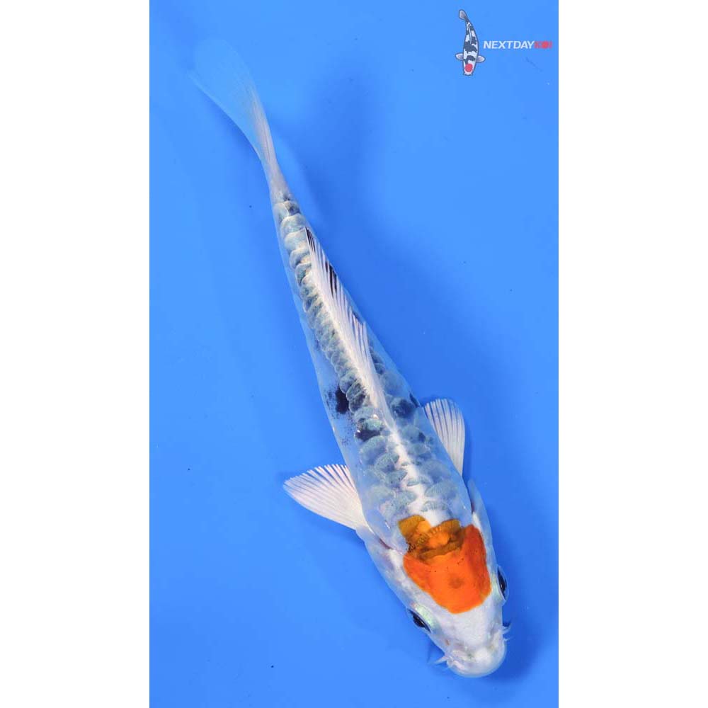 4.5” Imported Heisei Nishiki