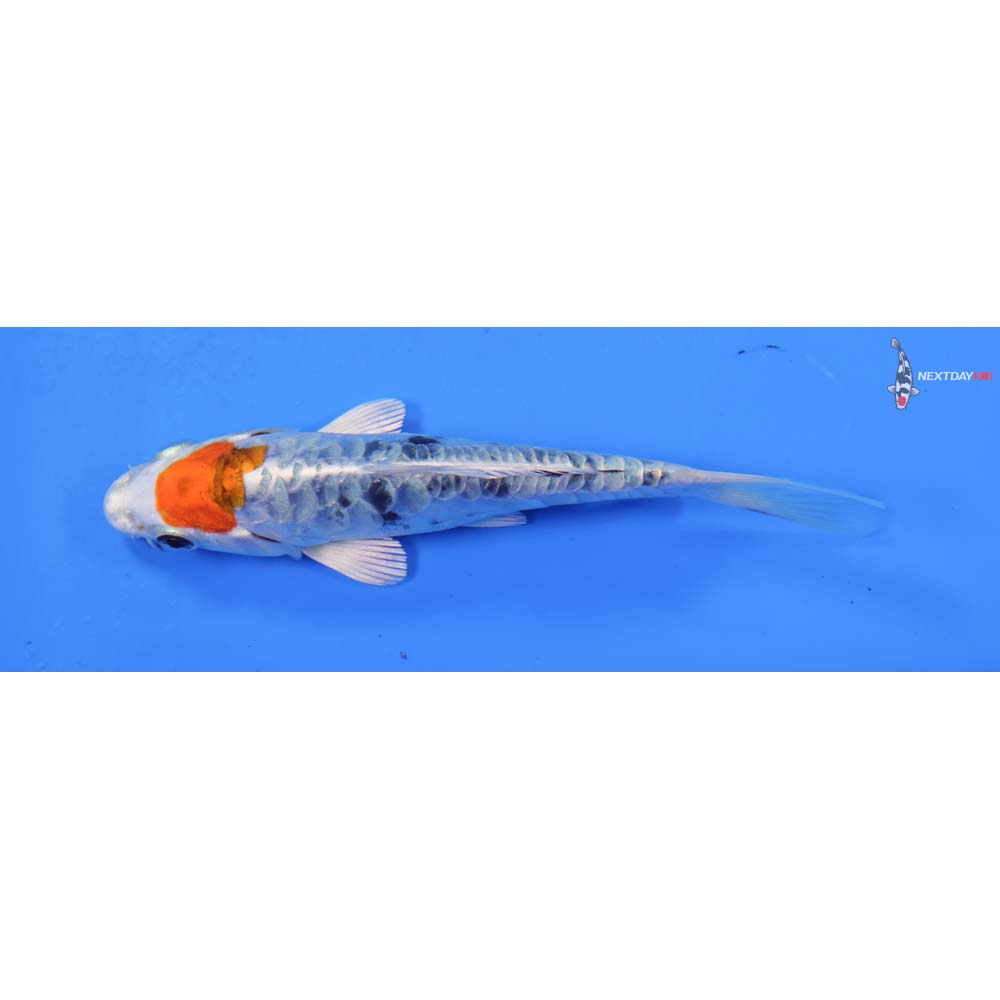 4.5” Imported Heisei Nishiki