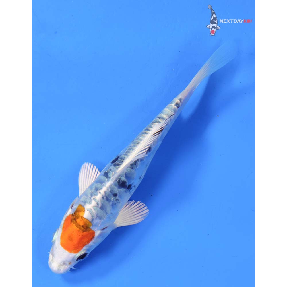 4.5” Imported Heisei Nishiki