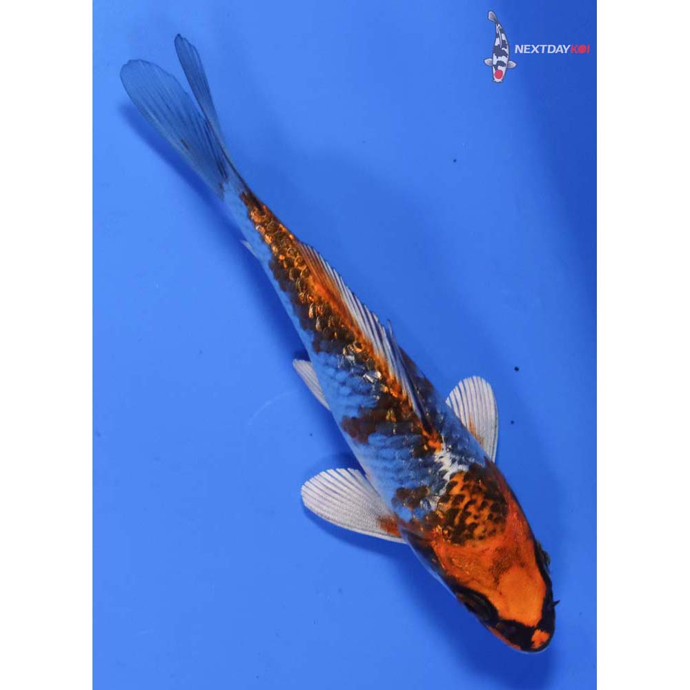 5” Imported Gin Rin Kujaku