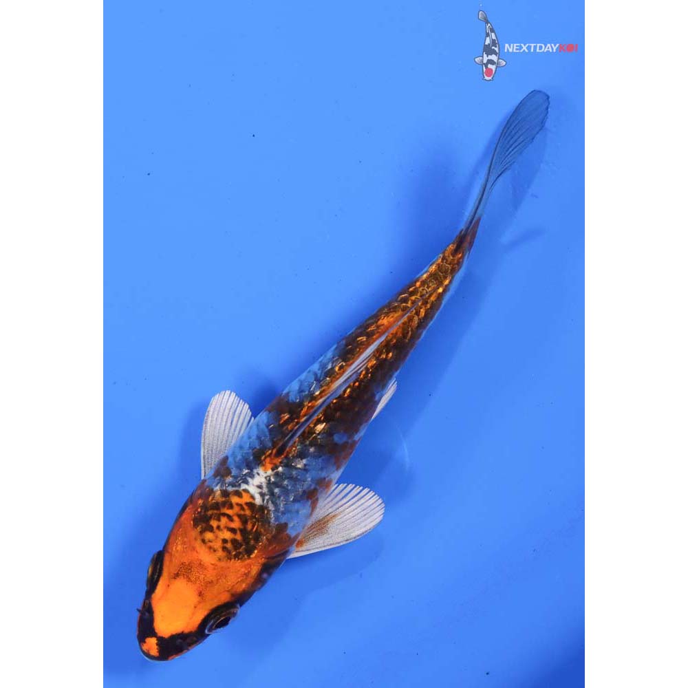5” Imported Gin Rin Kujaku