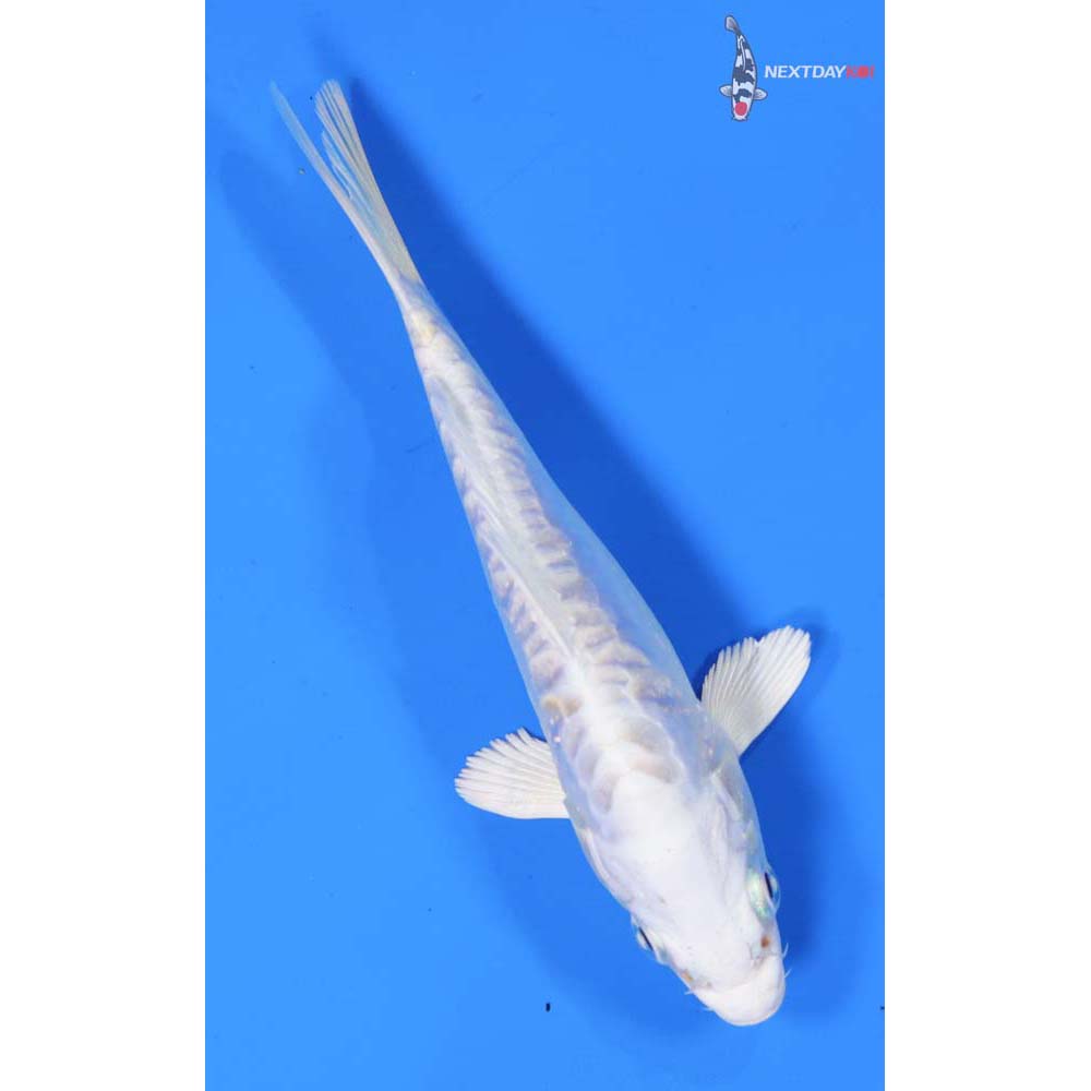 5” Imported Doitsu Platinum Ogon