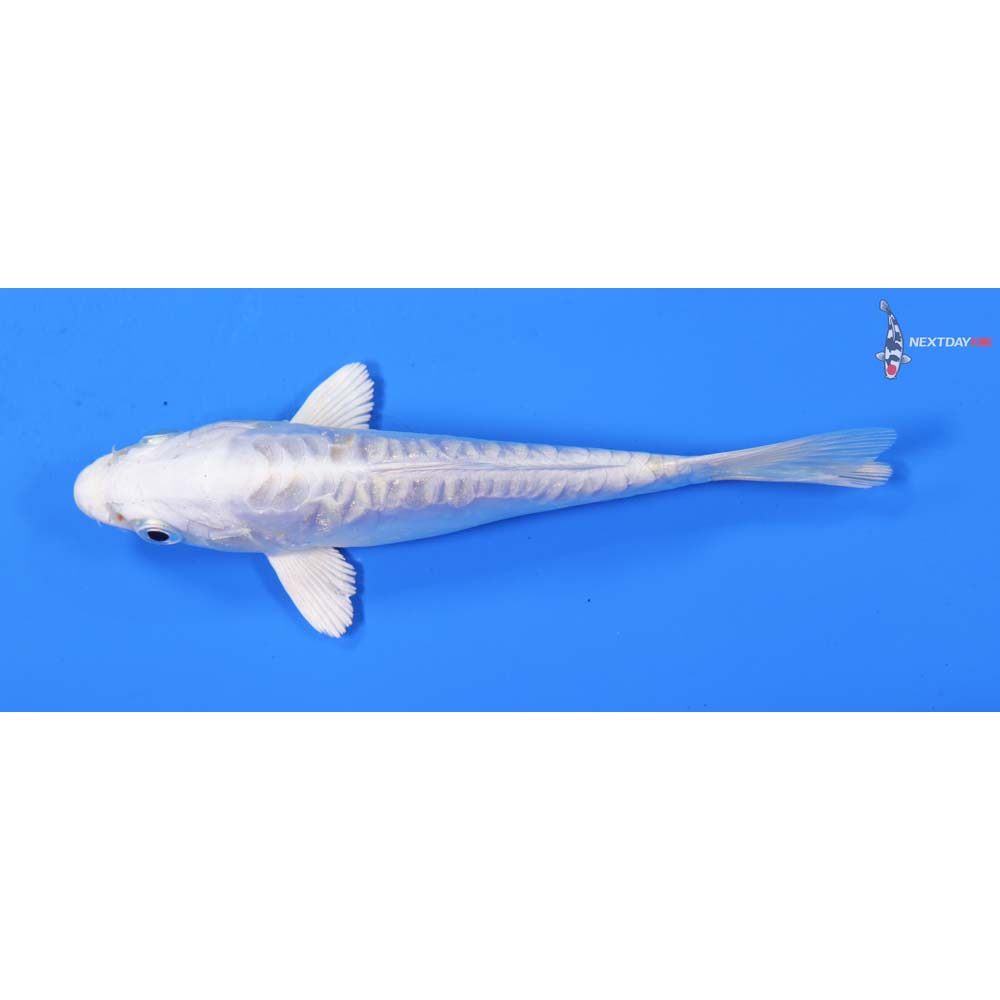 5” Imported Doitsu Platinum Ogon