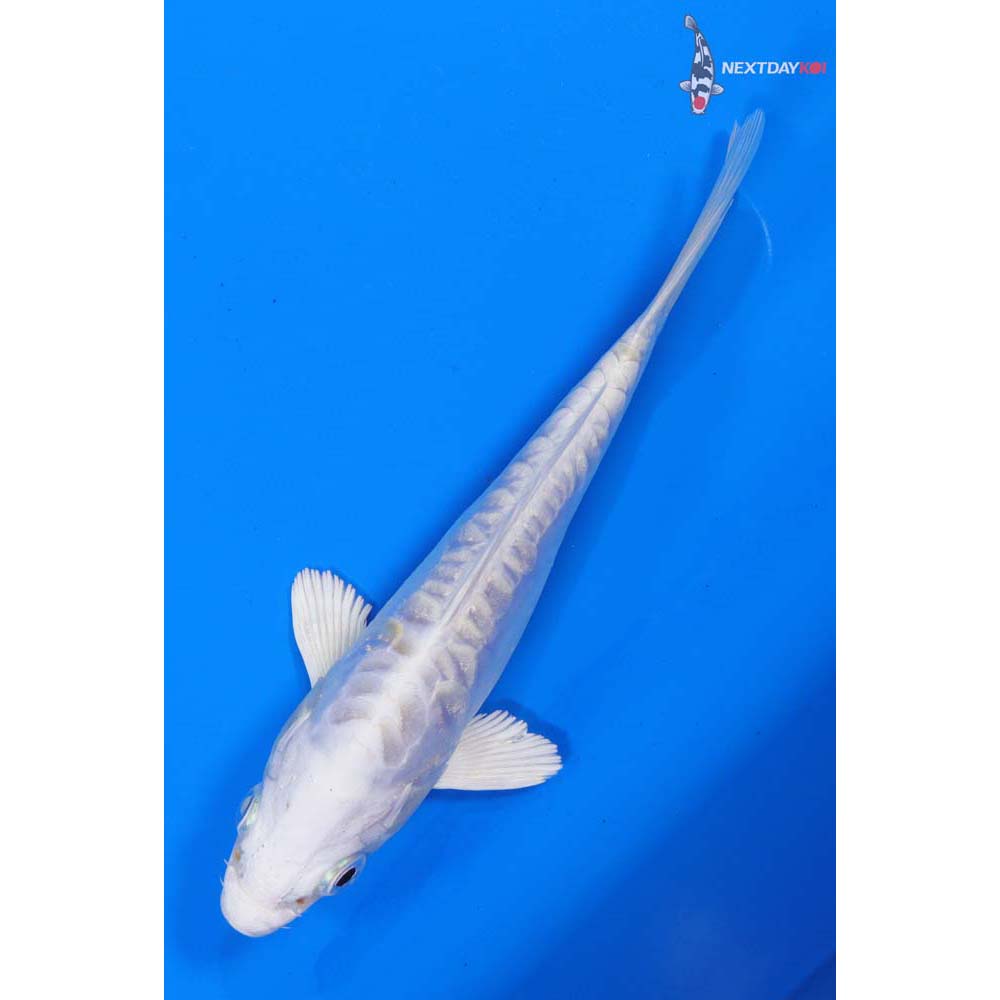5” Imported Doitsu Platinum Ogon