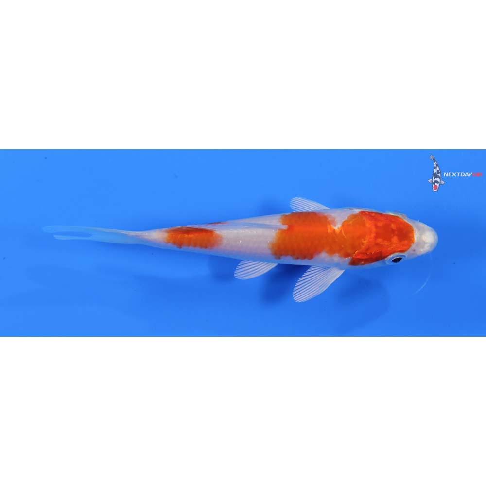 4.5” Imported Hariwake
