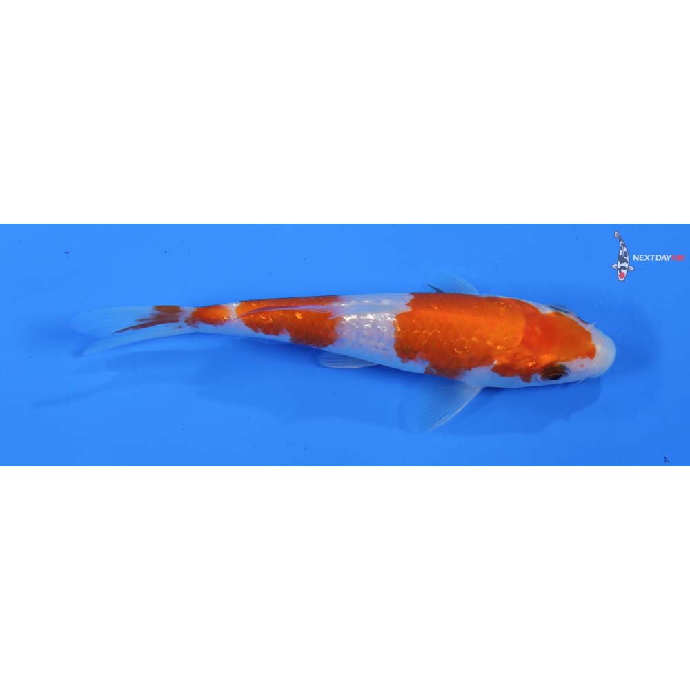 5” Imported Gin Rin Kohaku