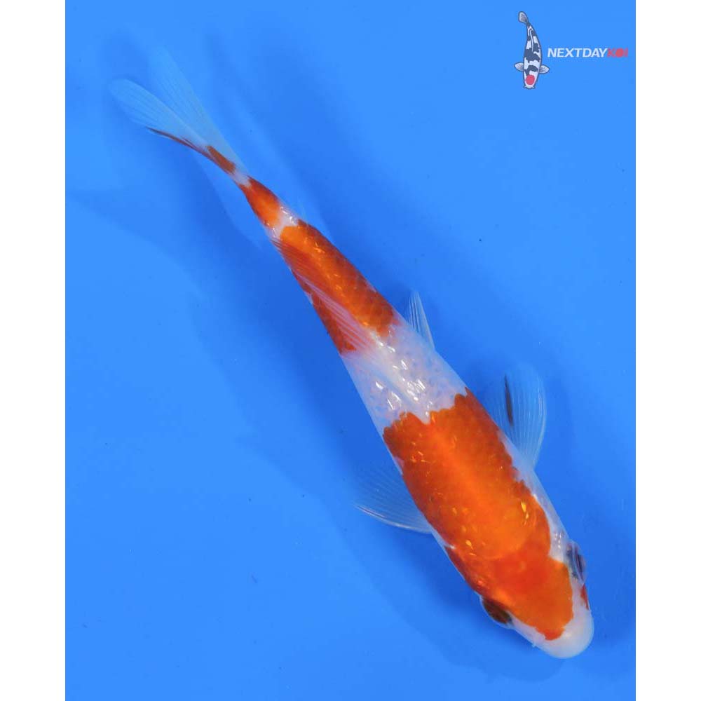 5” Imported Gin Rin Kohaku
