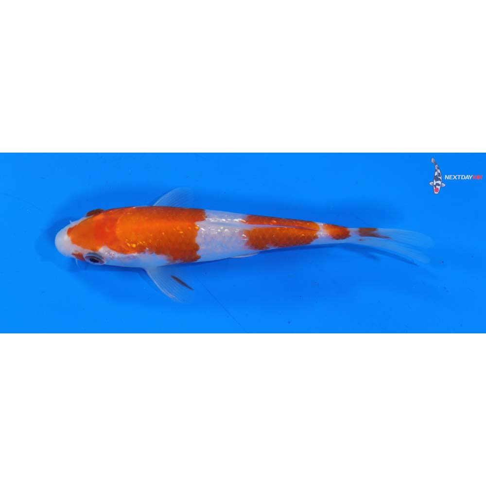 5” Imported Gin Rin Kohaku