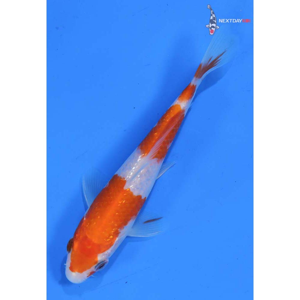 5” Imported Gin Rin Kohaku