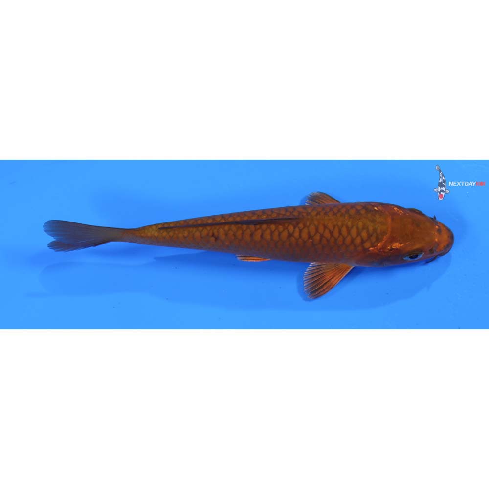 5.5” Imported Chagoi
