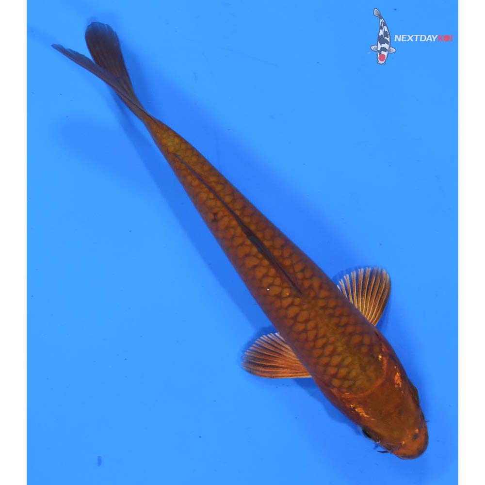 5.5” Imported Chagoi