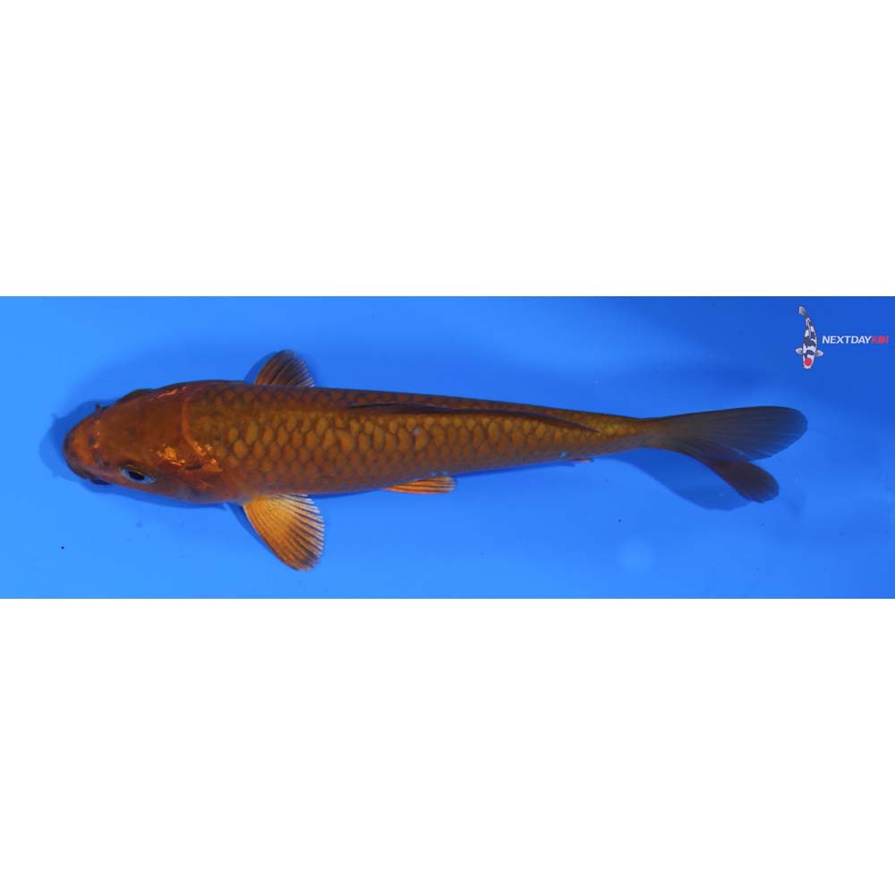 5.5” Imported Chagoi