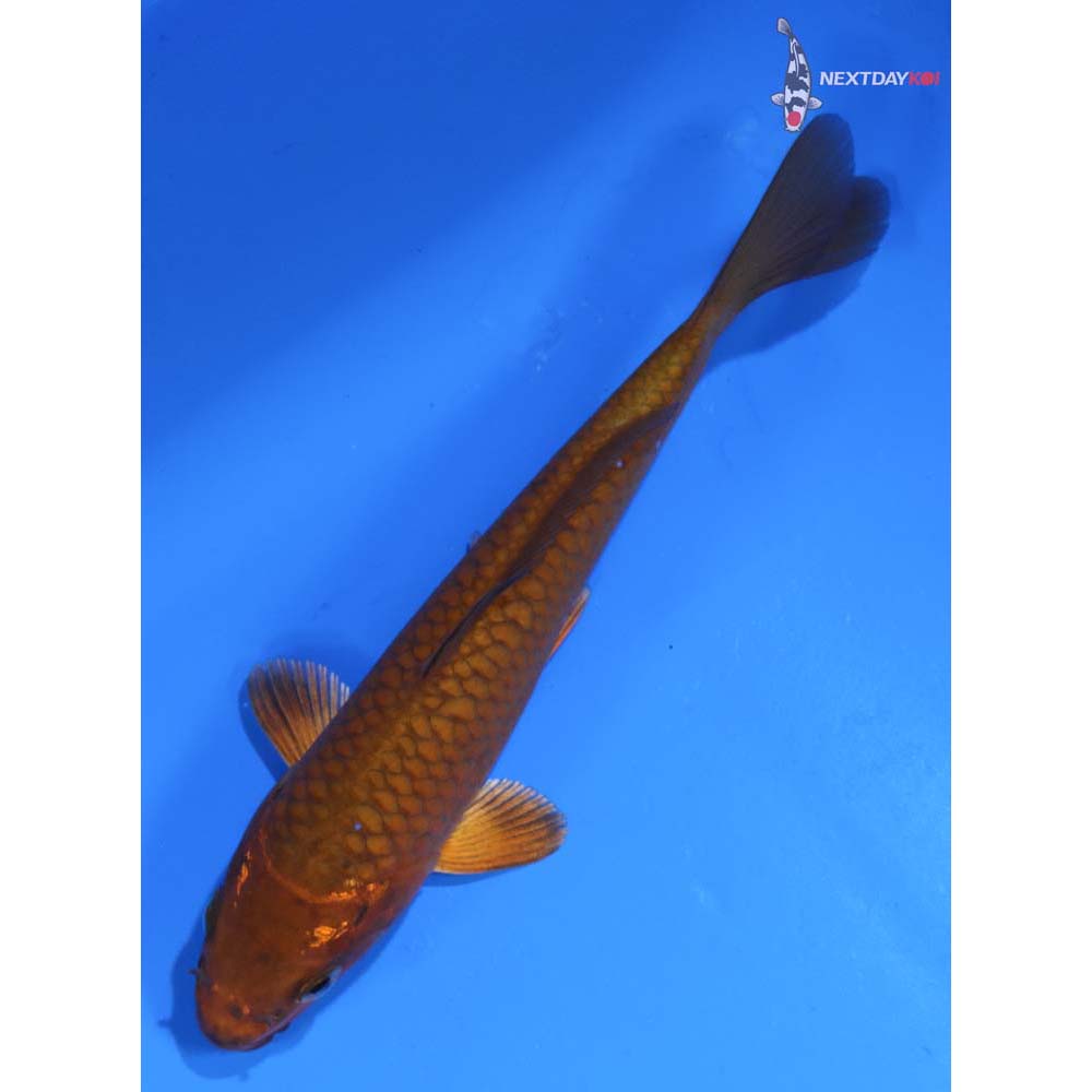 5.5” Imported Chagoi