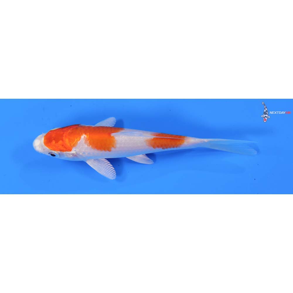 4.5” Imported Hariwake