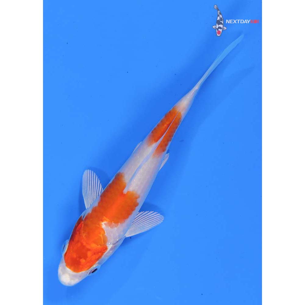 4.5” Imported Hariwake