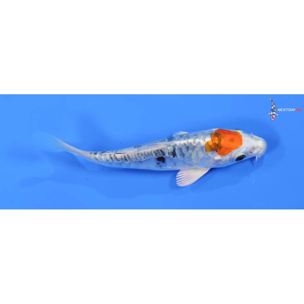 4.5” Imported Heisei Nishiki