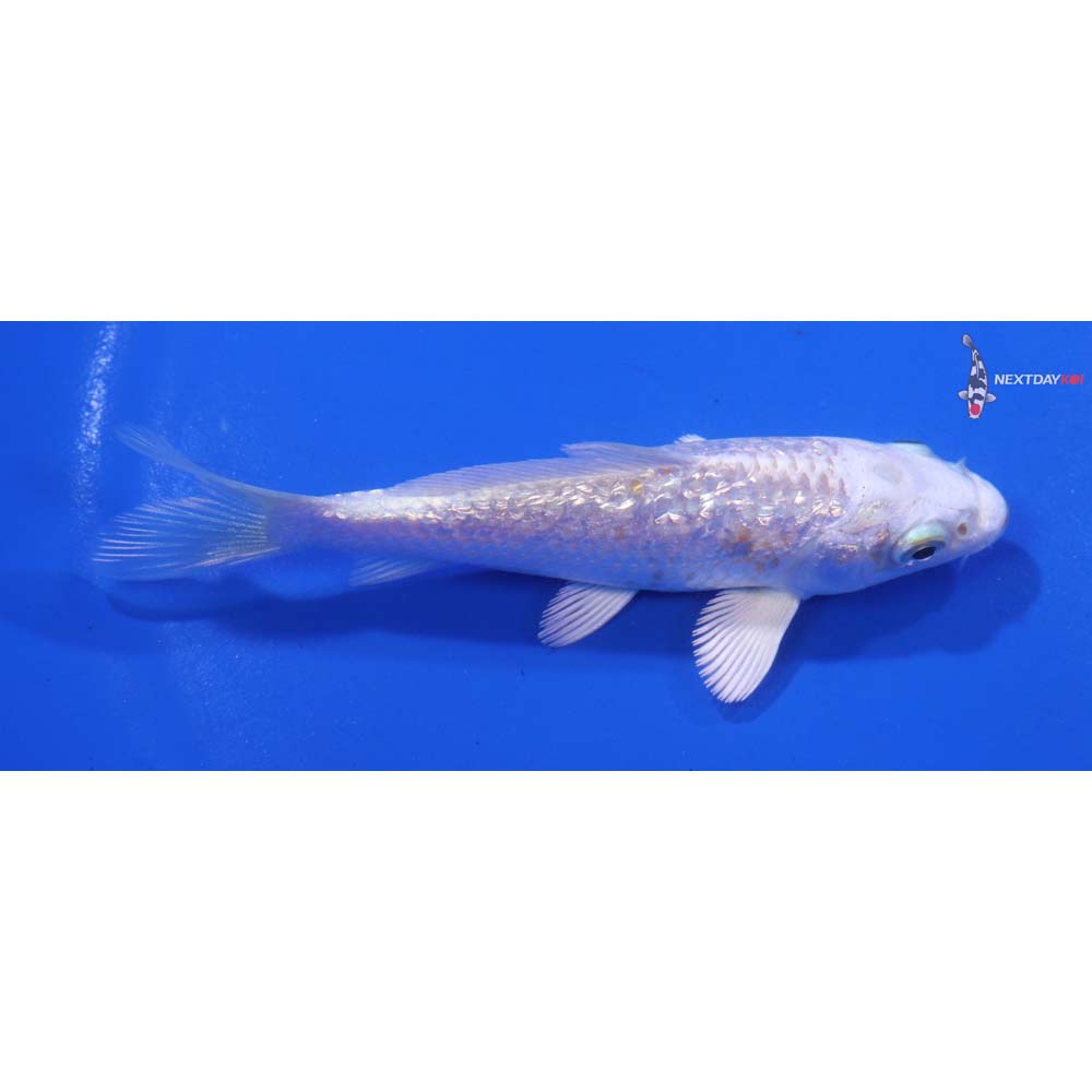 4” Imported Gin Rin Lemon Hariwake