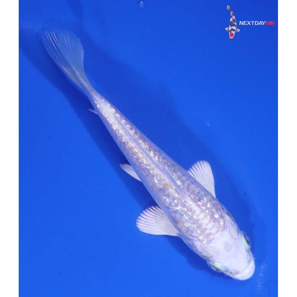 4” Imported Gin Rin Lemon Hariwake