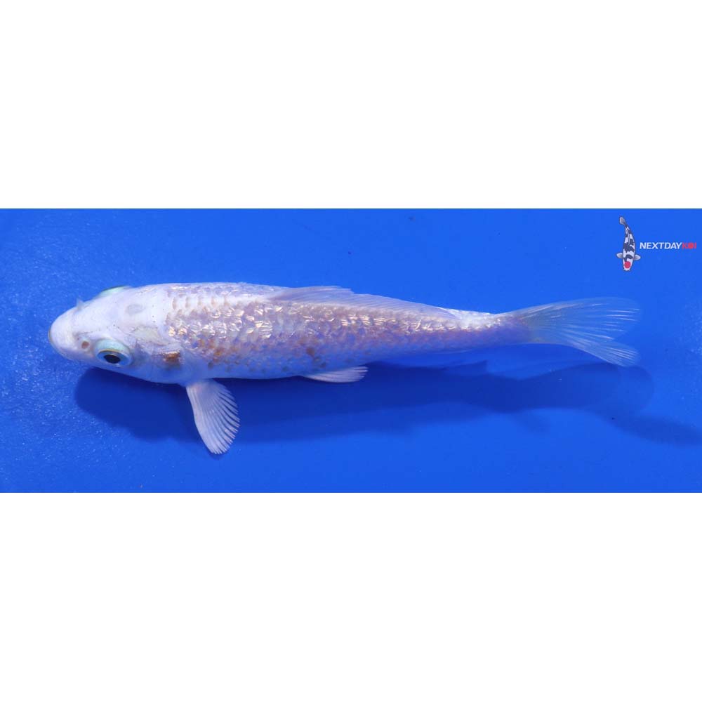 4” Imported Gin Rin Lemon Hariwake