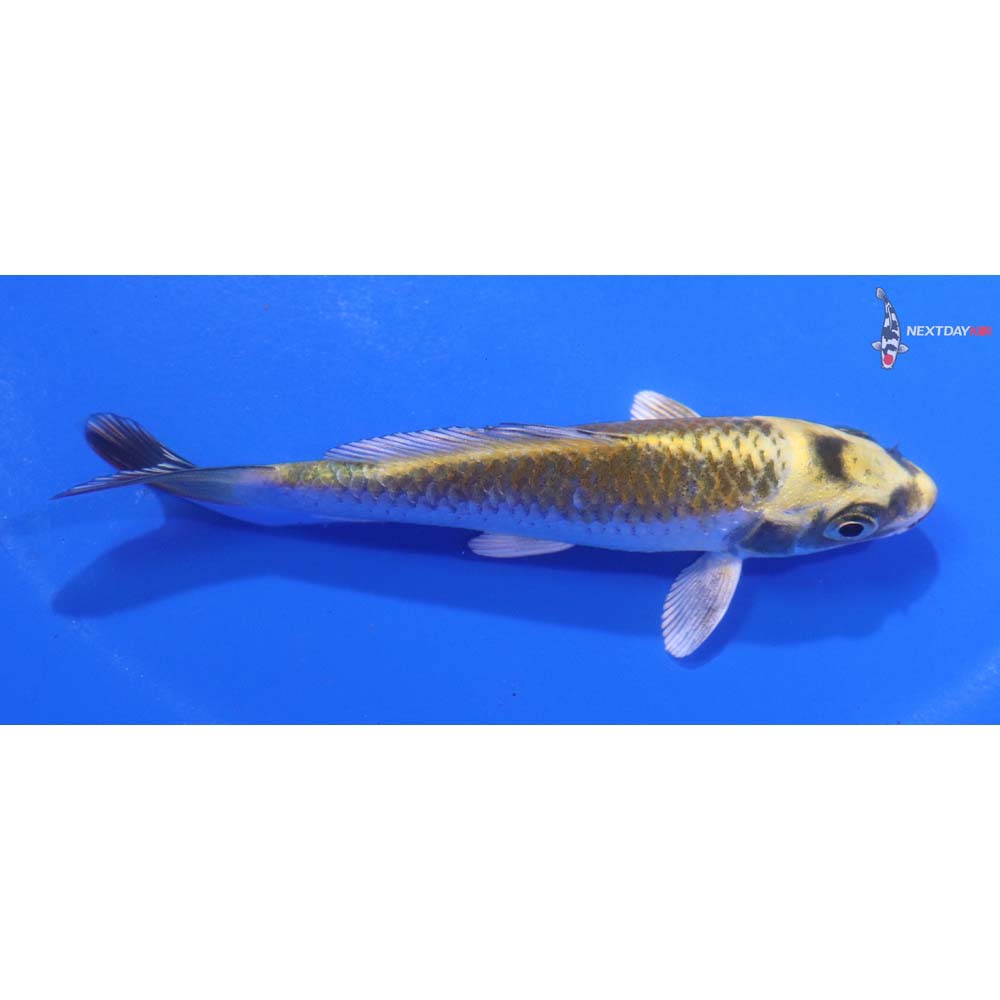 4” Imported Kujaku