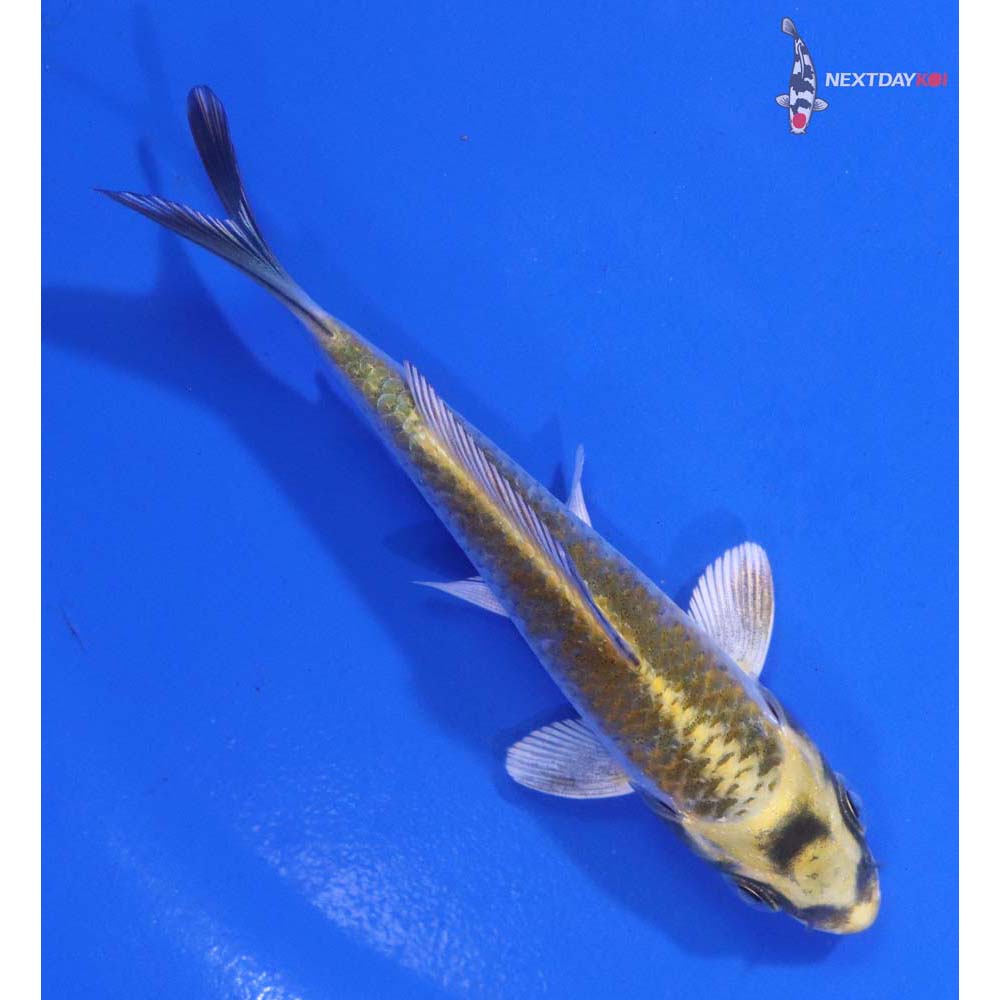 4” Imported Kujaku